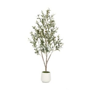 VIVATREES Olive Tree 5ft With White Planter